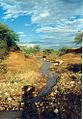 The Lotsane river, a seasonal tributary of the Limpopo