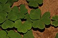 Oxalis oregana