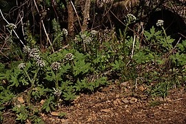 Petasites frigidus 1926.JPG