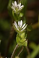 Stellaria media