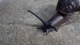 West African Giant Snail.jpg