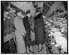 Wife of Agriculture secretary opens mum show. Washington, D.C., Nov. 4. The Annual Mum Show of the Department of Agriculture was officially opened today by Mrs. Henry A. Wallace, wife of the LCCN2016872515.jpg