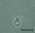 Codosiga sp. swimming cell