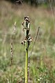 Anacamptis morio infructescence