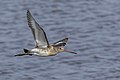 * Nomination: Black-tailed godwit (Limosa limosa) --Charlesjsharp 15:49, 7 September 2022 (UTC) * Review Oversharpened --Poco a poco 08:05, 8 September 2022 (UTC) new version uploaded --Charlesjsharp 17:42, 9 September 2022 (UTC) I see no big difference (in other words, not yet good to go to me) --Poco a poco 08:54, 12 September 2022 (UTC)