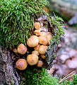 Hypholoma fasciculare