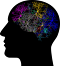 Thumbnail for File:Cranium colored mind.png