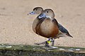 Weltvogelpark Walsrode (Walsrode Bird Park, Germany)