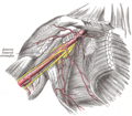 Axillary artery