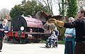 English: A Harris Hawk (Parabuteo unicinctus), at Havenstreet railway station, during the 2010 Southern Vectis bustival event. The owners of the bird were letting people handle the bird, as seen here. The steam railway's Invincible locomotive is in view here.