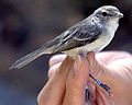 File:Least Bell's Vireo USGS WERC.jpg