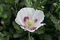 Papaver somniferum (for food use)