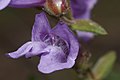 Penstemon fruticosus