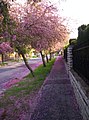 Trees after bloom in Victor Hugo Street