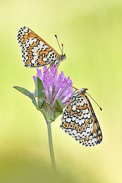 "Wegerich_Scheckenfalter_Duo_auf_Rotklee.jpg" by User:Sven Damerow