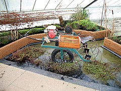 Cranberries at Kew - geograph.org.uk - 445549.jpg