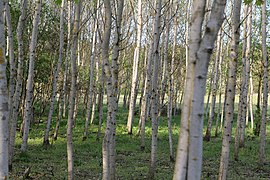 Dahlemer Feld Grunewald 2021-05-10 12.jpg