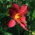 * Nomination Red daylily, side view -- George Chernilevsky 22:12, 12 July 2021 (UTC) * Promotion  Support Good quality -- Johann Jaritz 03:58, 13 July 2021 (UTC)