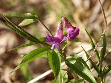 Lathyrus vernus