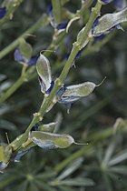 Lupinus excubitus