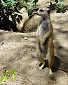 Meerkat at SD Zoo