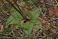 Saxifraga integrifolia