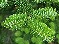 Foliage, Mount Mitchell, North Carolina