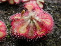 Drosera spatulata habit (or also known as D. tokaiensis!)