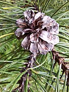 Dwarf pine cone