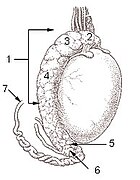 Illu testis surface.jpg