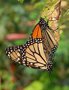 Danaus plexippus (Monarch Butterfly)