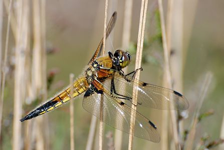 "Dragonfly in Wesuweer Moor" by User:Bedo76