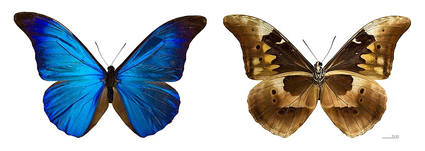 ♂ Morpho rhetenor subsp. rhetenor (Rhetenor Blue Morpho)