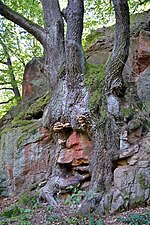 Thumbnail for File:Porphyrlehrpfad - Eiche deren Wurzeln um das rote Porphyrgestein gewachsen sind - Geopark Porphyrland - Sachsen.jpg