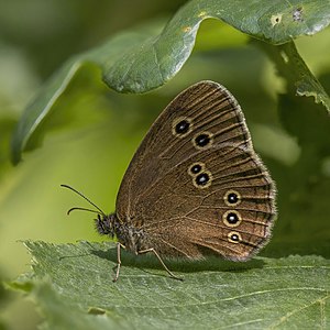 Ringlet (Aphantopus hyperantus) underside