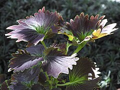 Shadow on Coleus Plant.jpg