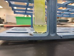 Spinach chromatography 20211026 093644.jpg