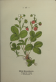 Plate 27 Fragaria vesca