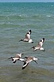 Willet (Tringa semipalmata)