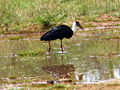 Uda Walawe National Park, Sri Lanka