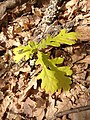 Seedling/shoot of a cutleaf form/variety of Q. pedunculiflora