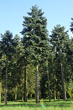 Cultivated, Rogów Arboretum in Poland