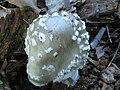 Amanita canescens