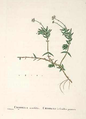 Crassula acutifolia, 1799-1837