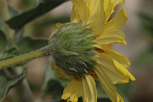 Encelia actoni