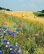 Summer field