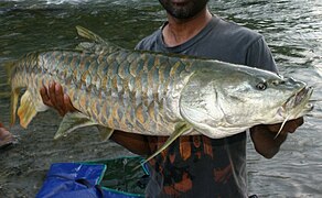 Golden mahseer (cropped).jpg