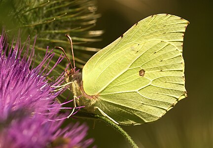 Gonepteryx rhamni (Common Brimstone)