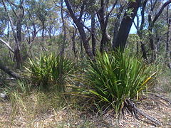 Gymea lily (3144185772).jpg