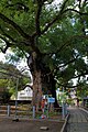 Camphor tree 2009